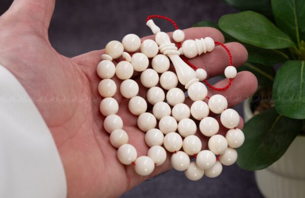 عظم جمل 🐫 شاهد محجل