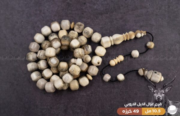 قرن غزال الايل (صندوقي)