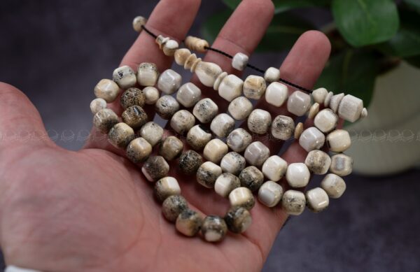 قرن غزال الايل (صندوقي)