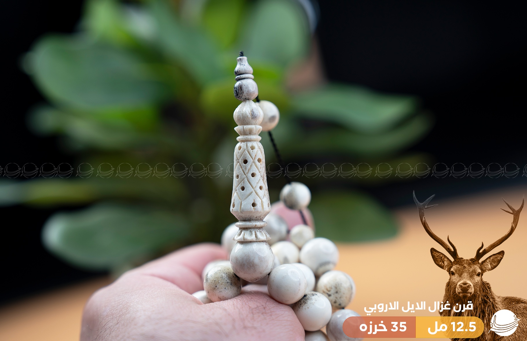 قطعة ملكية من قرن غزال الايل (الفولدير)