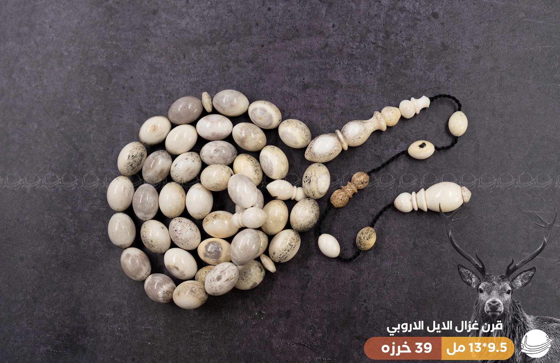 قرن غزال الايل (بيضوي)