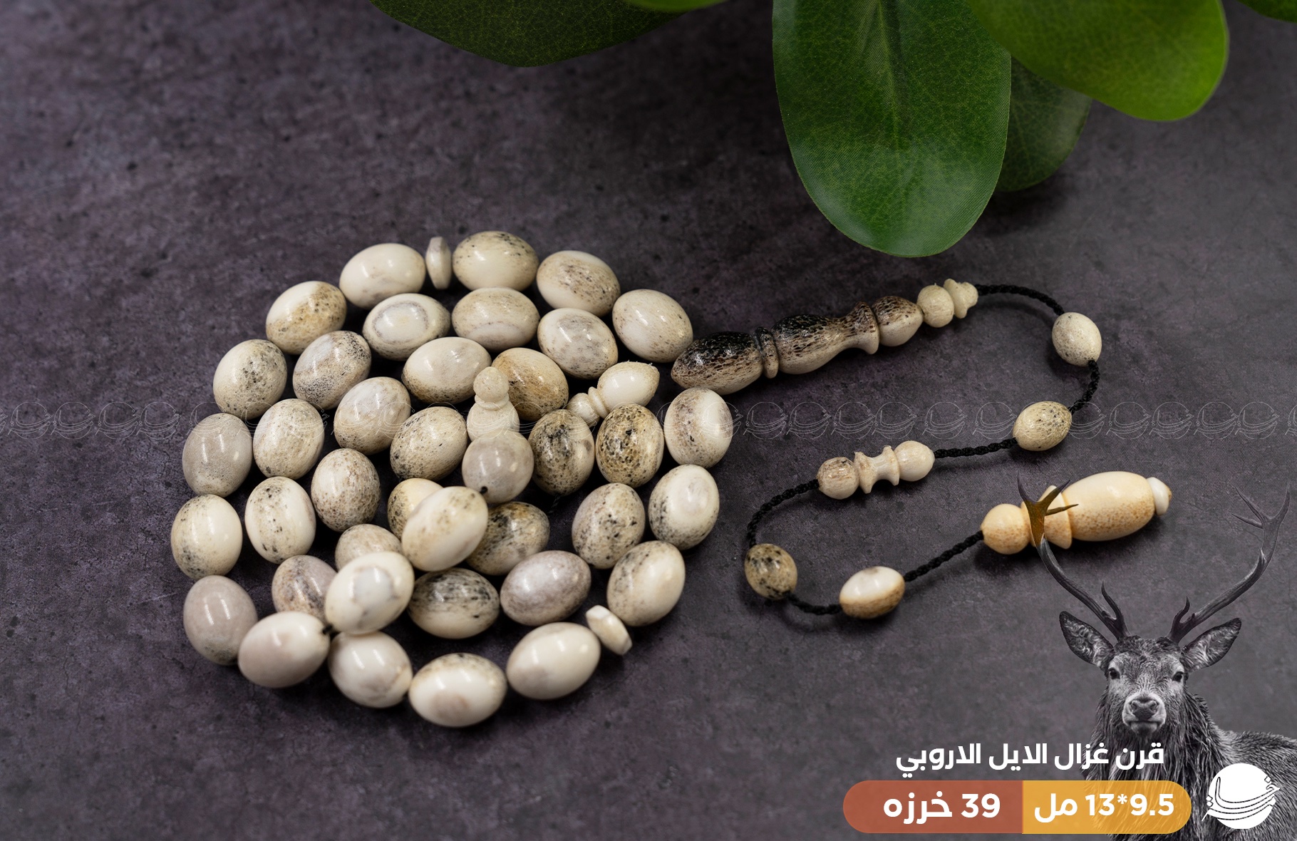 قرن غزال الفولدير (بيضوي)