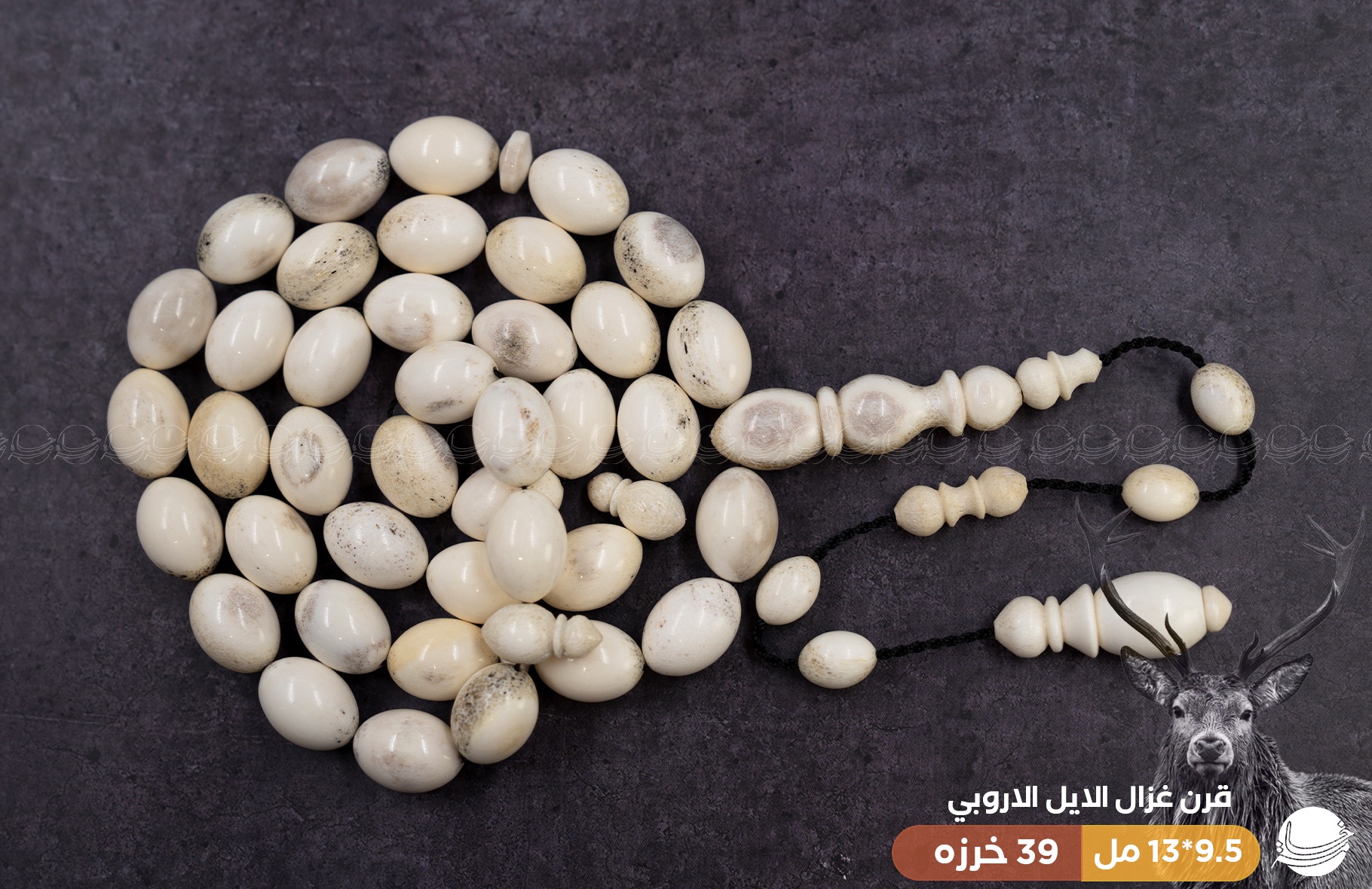 قرن غزال الايل (بيضوي)