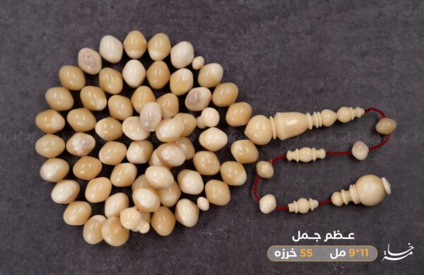 عظم جمل ذروي بوز (غير معالج)