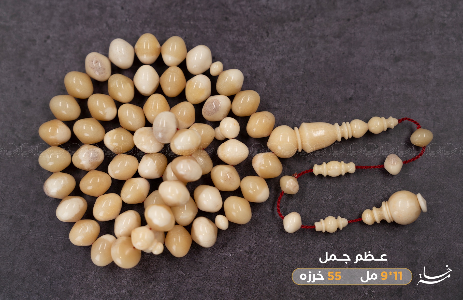 عظم جمل ذروي بوز (غير معالج)