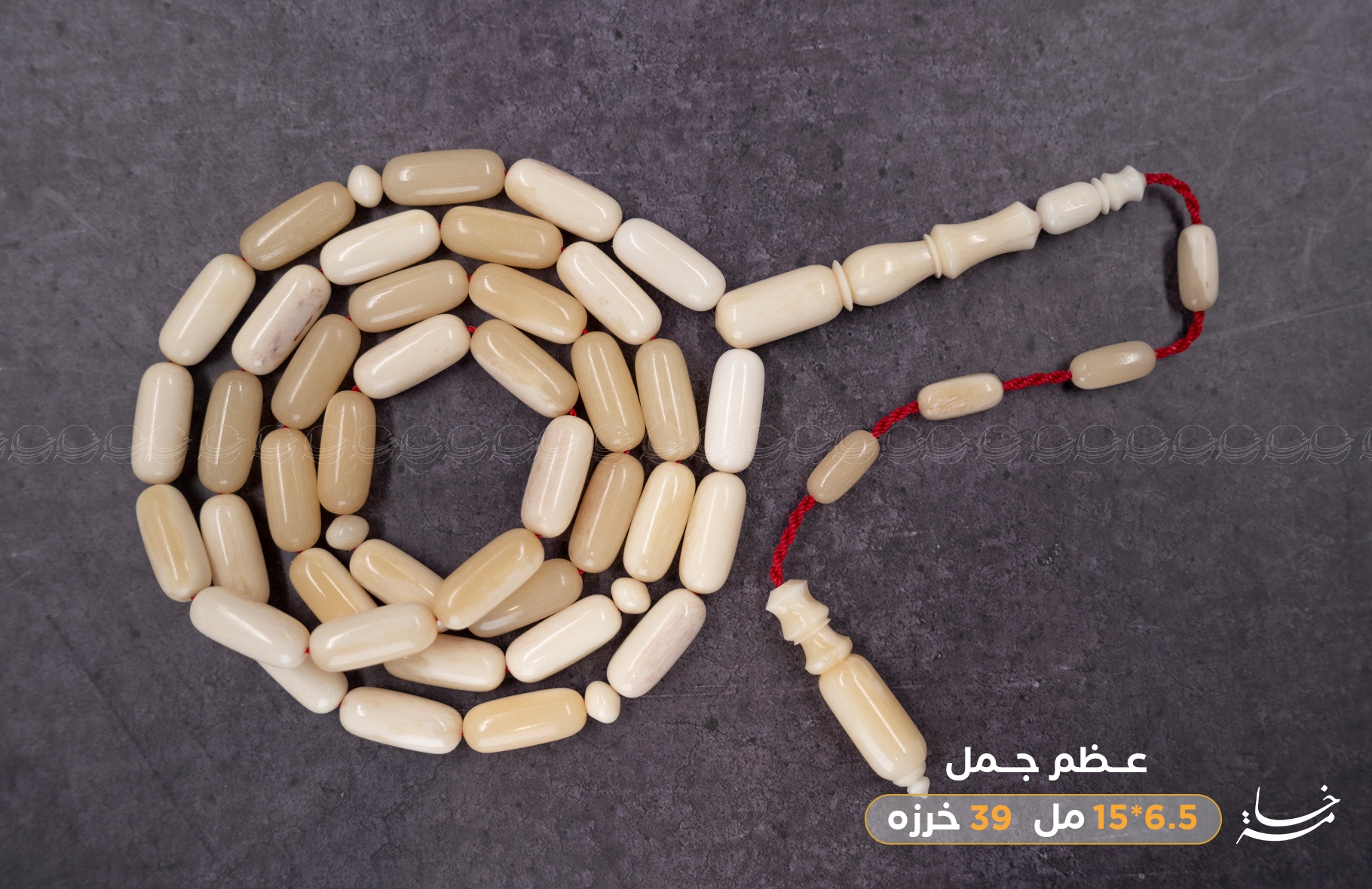 عظم جمل برميلي (غير معالج)