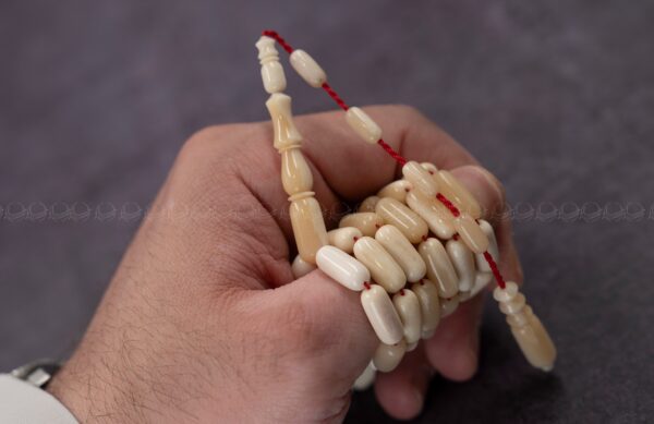 عظم جمل برميلي (غير معالج)