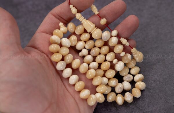 عظم جمل ذروي بوز (غير معالج)