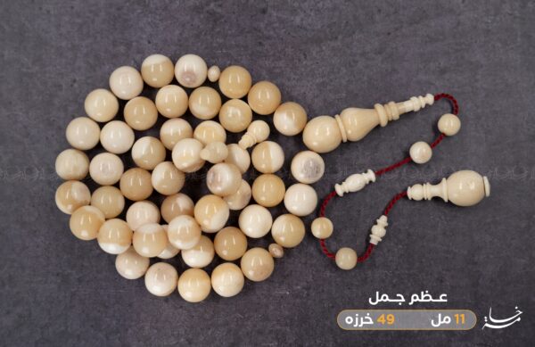 عظم جمل دائري (غير معالج)