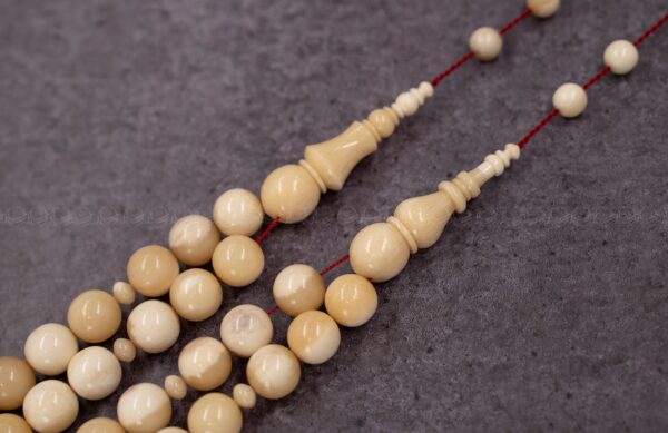 عظم جمل دائري (غير معالج)