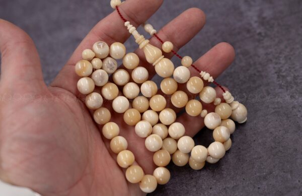 عظم جمل دائري (غير معالج)