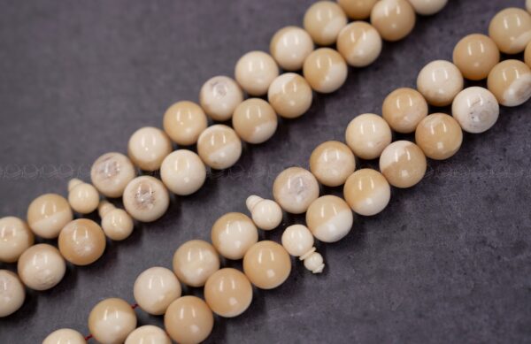 عظم جمل دائري (غير معالج)