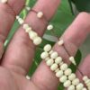 img_8418 بكلايت من افياش صب قديم (ذروي)