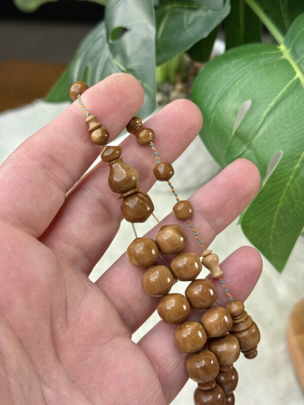 ثمرة الكوك قصة تفاحية (خراطة البشاري)