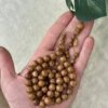 ثمرة الكوك قصة تفاحية (خراطة البشاري)