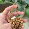 ثمرة الكوك برميلية (خراطة البشاري)