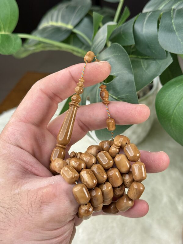 ثمرة الكوك برميلية (خراطة البشاري)