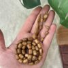 ثمرة الكوك برميلية (خراطة البشاري)