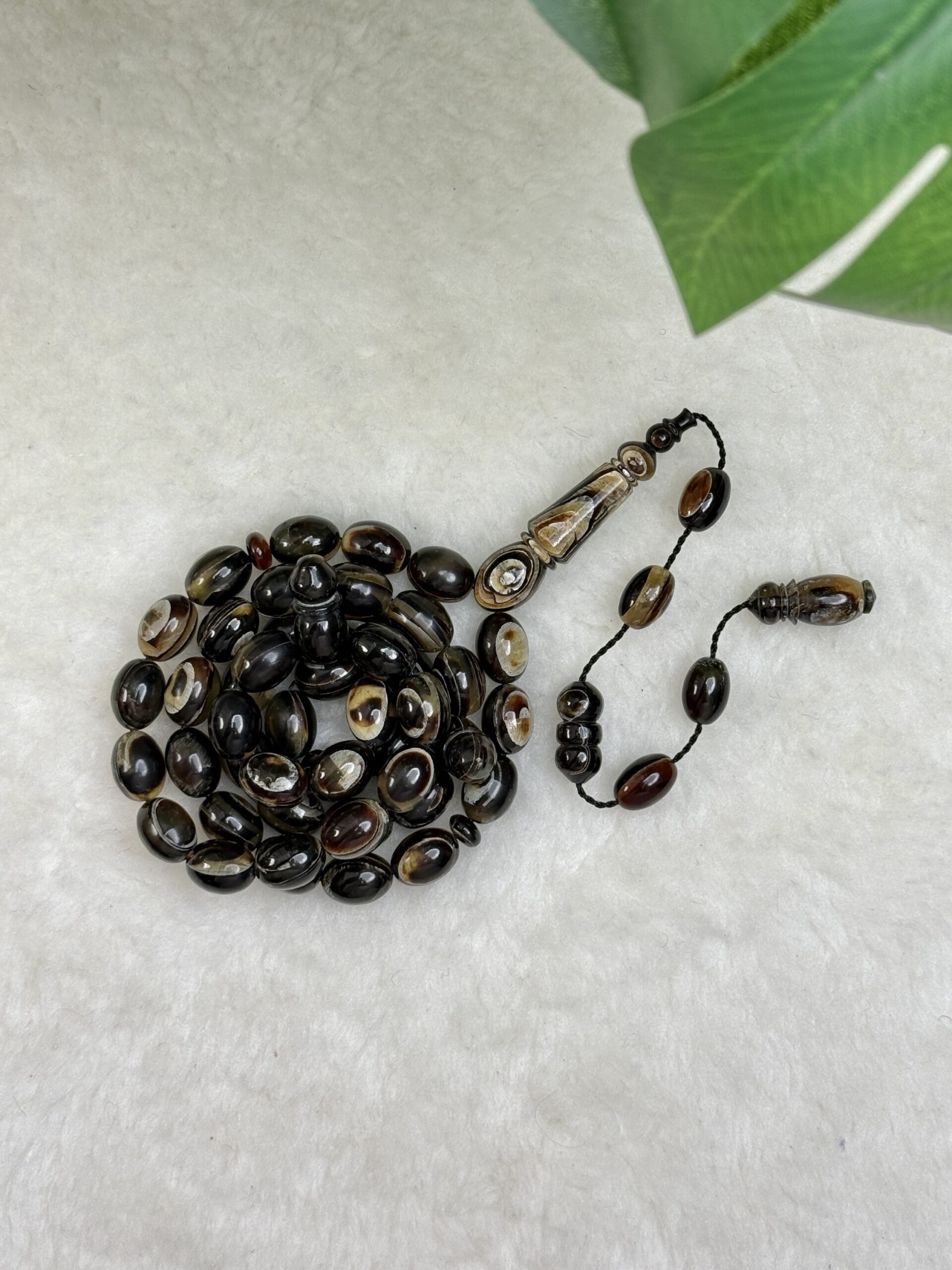 ترسة عيون (بيضوي)