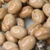 عاج الماموث المنقرض 🦣