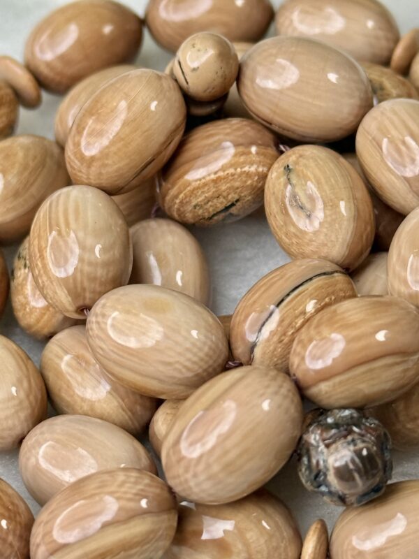 عاج الماموث المنقرض 🦣